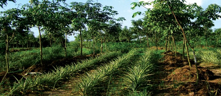 Rows of young trees and low crops in a plantation